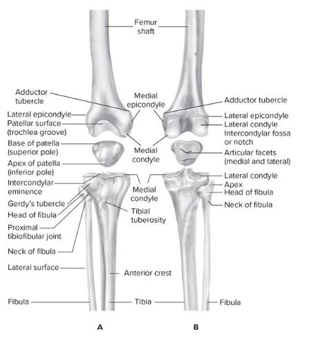 Structural Kinesiology Chapter 9 The Knee Flashcards Quizlet