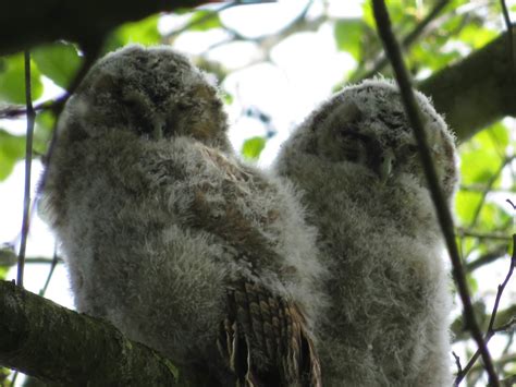 Tawny Owl Chicks | Marnix's Bird Gallery