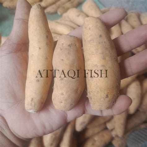 Ubi Cilembu Mentah Fresh 1 KG Murah Lazada Indonesia