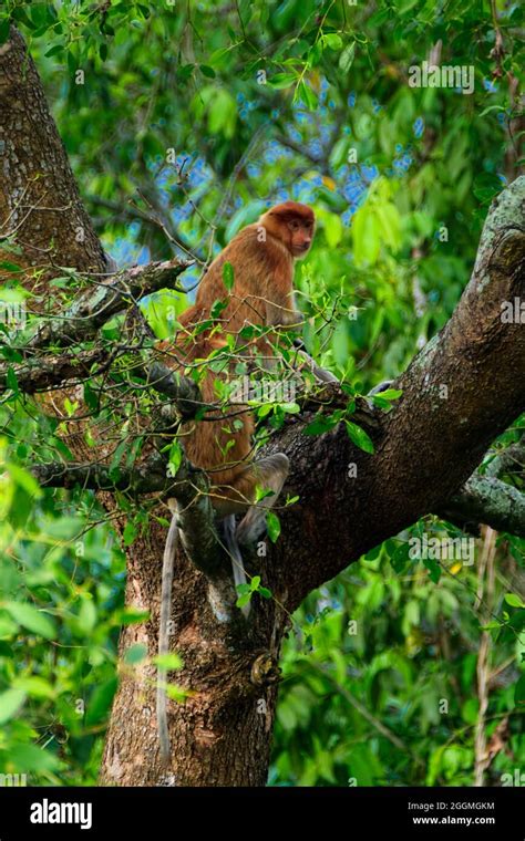 South Kalimantan has 11 Bekantan conservation areas, including those in Bakut Island, Kaget ...