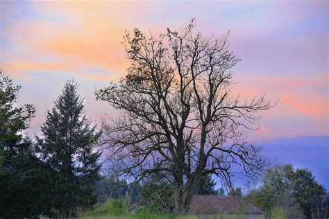 Free Images Landscape Tree Nature Branch Blossom Cloud Sky