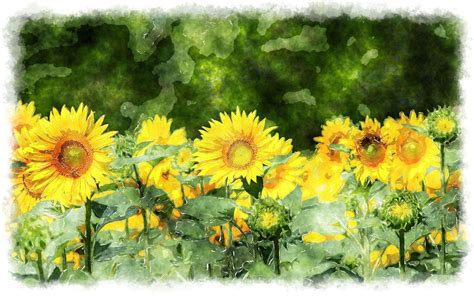 Sunflower Watercolor Wallpapers - Top Free Sunflower Watercolor Backgrounds - WallpaperAccess