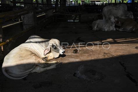 Persiapan Rumah Potong Hewan Jelang Idul Adha Antara Foto