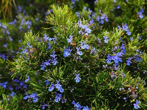 Elixir Floral Romarin Fleurs De Bach Par Une Naturopathe Doctonat