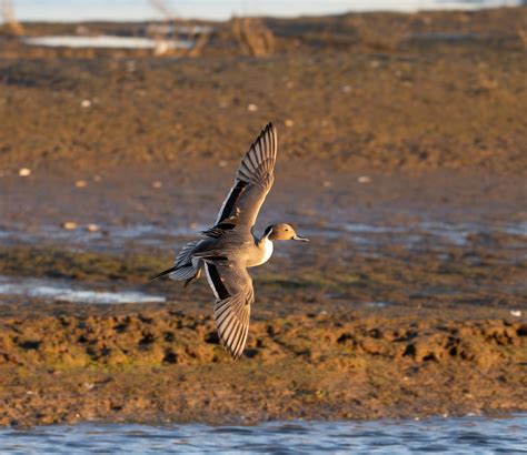 Northern Pintail From Orange County CA USA On January 12 2024 At 05