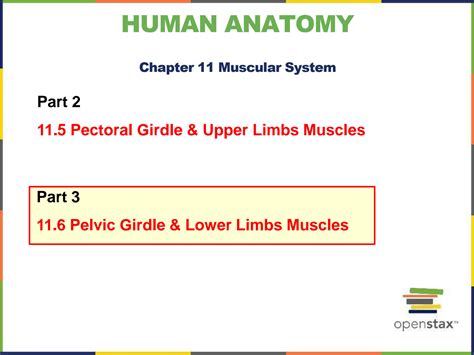 Solution Anatomy Ch11 Muscular System Part 3 Studypool