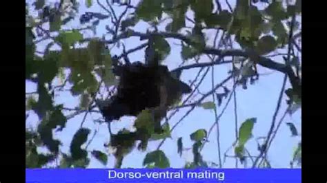 Bats Perform Oral Sex Youtube