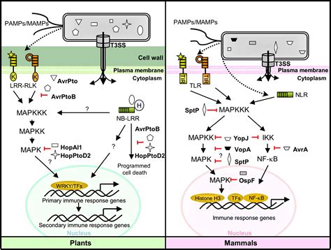 Intercepting Host MAPK Signaling Cascades By Bacterial Type III