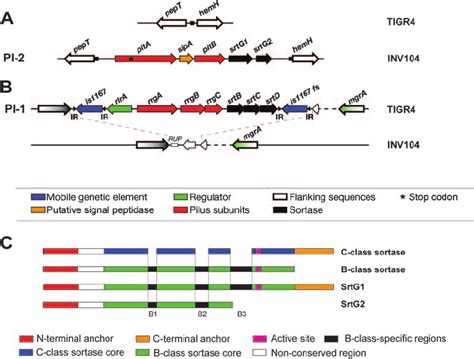 The Genomic Organization Of Pilus Encoding Islets In S Pneumoniae