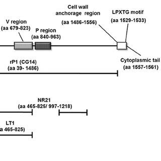 Schematic Representation Of Functional And Structural Domains Of The S