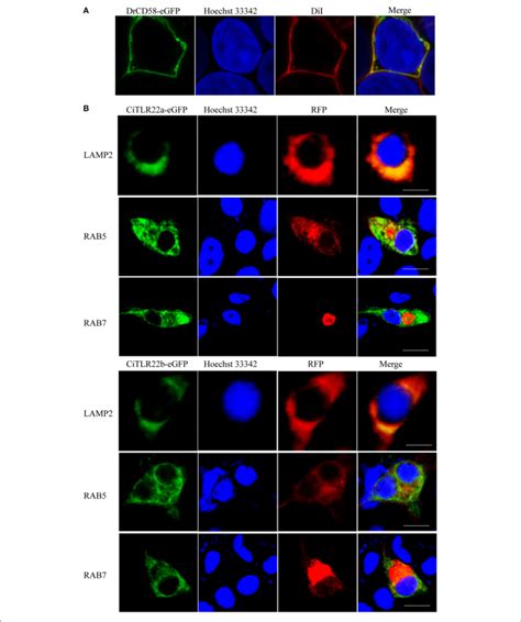 CiTLR22a And CiTLR22b Localize To Lysosome By Colocalization Analysis