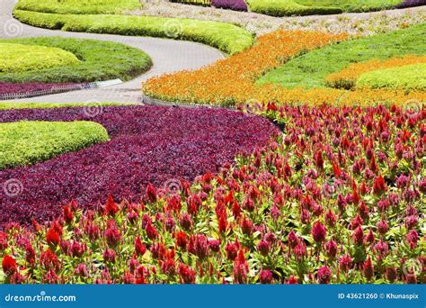 Beautiful Flower Plantation Decorated In Garden Stock Photo Image Of