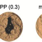 A Microct Images Of New Bone Formation In The Rat Calvarial Defect