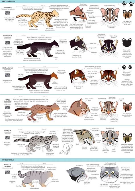 Bengal Cat Size Chart