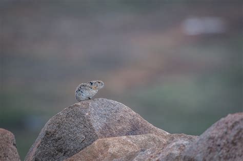 American Pika | Sean Crane Photography