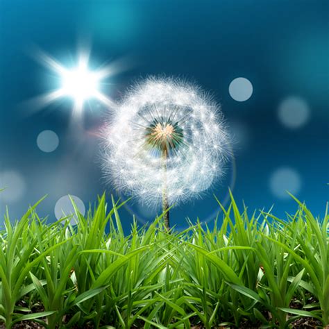 Dandelion Live Wallpaper - Apps on Google Play