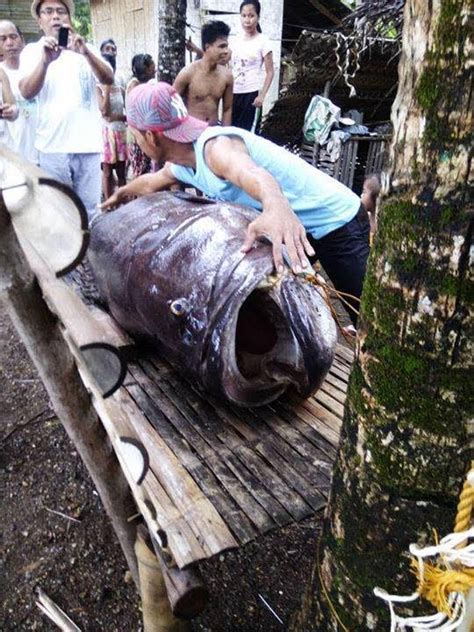 Giant Lapu Lapu Fish Found In Antique