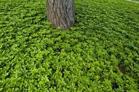 Japanese Pachysandra: Useful "Spurge" Ground Cover