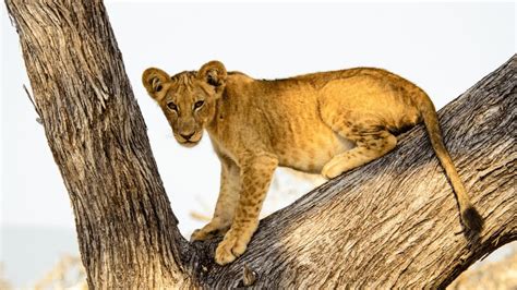 Can Lions Climb Trees How About Lion Cubs