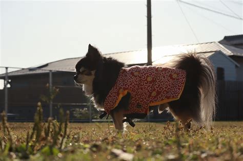 晴れています｜宮崎のドッグランはdogrun Sol