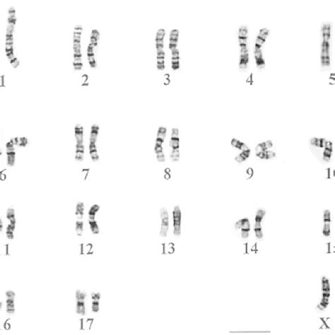 G Banded Karyotype Of Male Acomys From Sinai 2n 36 Scale Bar 10