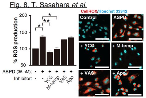 Ros Release By Aspd And The Effects Of A Mitochondrial Ros Scavenger