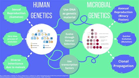 Here You Can See The Comparison And Contrast Of A Eukaryotic Organism S