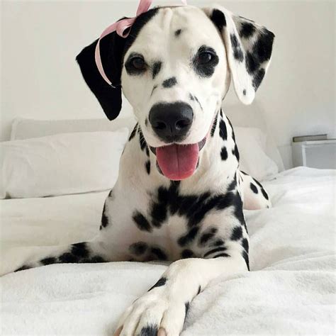 Sweet Dalmation Girl Dont Be Fooled By The Cuteness The Ribbon Is