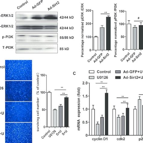 Sirt Promoted C C Cell Proliferation Through Erk A Western Blot