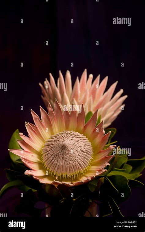 King Protea Protea Cynaroides Stock Photo Alamy