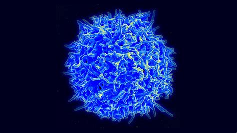 Covid Story Tip Study Profiles Immune Cells Fighting Covid May