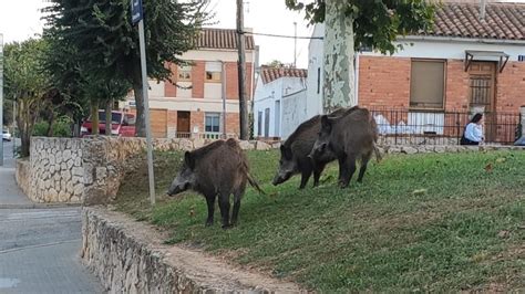 Un Grup De Porcs Senglars En Passegen Durant La Nit Per Al Barri De