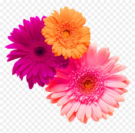 Flower Flowers Bouquet Bouquetflower Pink Orange Flor Gerbera