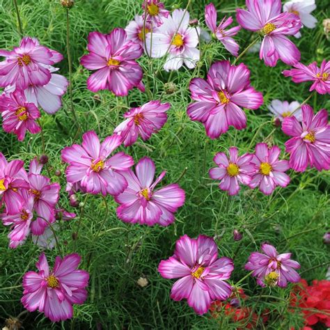 Buy Cosmos Cosmos Bipinnatus Razzmatazz Series Delivery By Waitrose