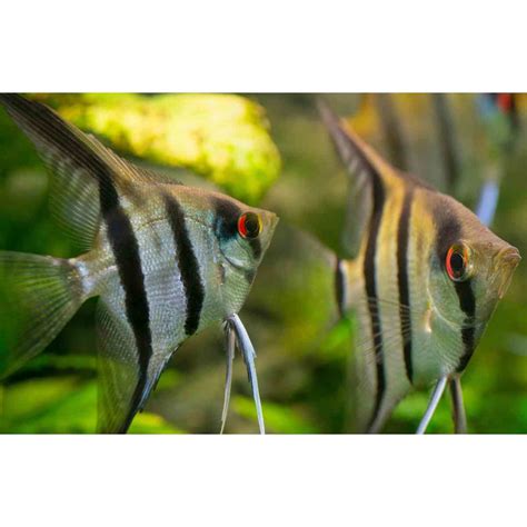 Skalar Natur Pterophyllum Scalare Var