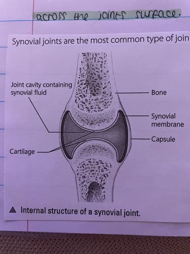 Pe Synovial Joints Y10 Flashcards Quizlet