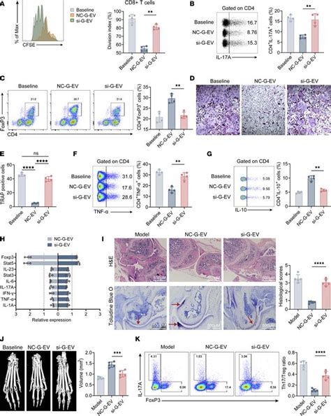 JCI Insight MiRNA 148acontaining GMSC Derived EVs Modulate Treg Th17