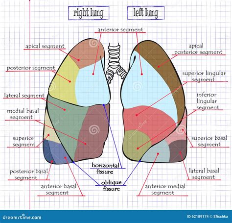 Anatomie Du Poumon