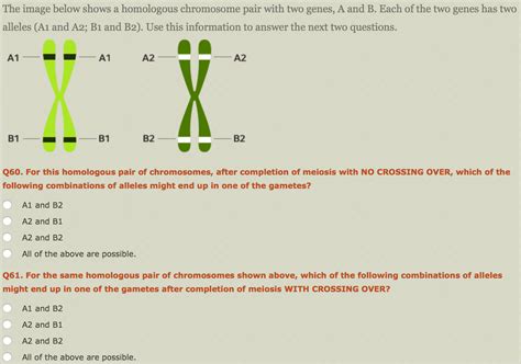 Solved The Image Below Shows A Homologous Chromosome Pair