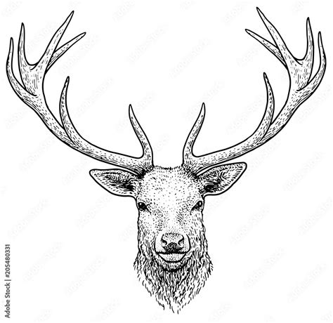 How To Draw A Doe Head