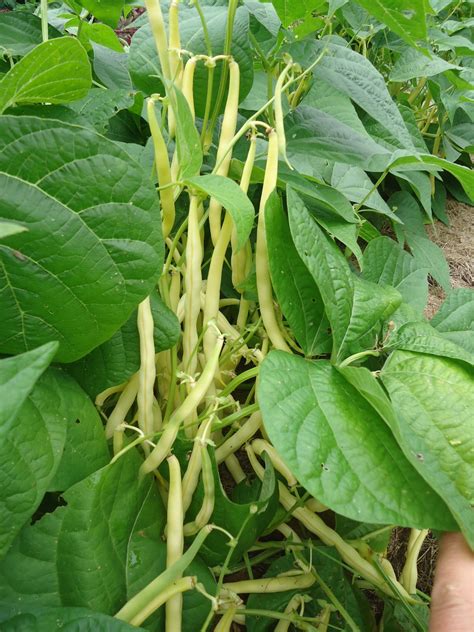 Bean Snap Gold Rush Seeds Brackenrig Nursery And Maintenance