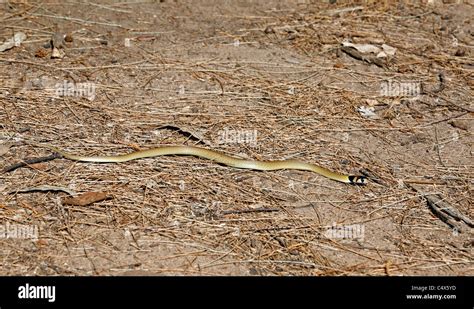 La Serpiente Marr N Oriental Pseudonaja Textilis Tambi N Conocida