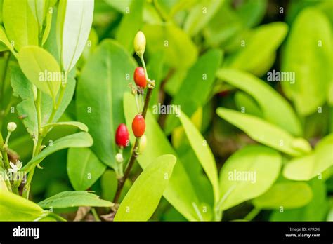 Leaves of coca plant Stock Photo - Alamy