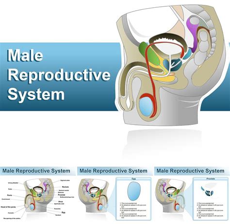 Male Reproductive Organs Powerpoint Template By Bec