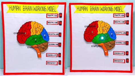 Brain Model Project