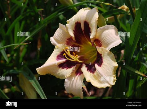 Flowering Daylily Blooming In A Garden Stock Photo Alamy