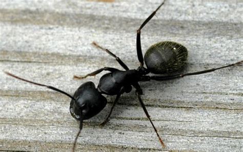 Carpenter Ant Control Services in Phoenix. Ant Pest Control Arizona