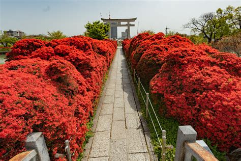 【風物詩】京都 長岡天満宮のキリシマツツジ「赤い絶景」が今年も美しい！【京都花めぐり】