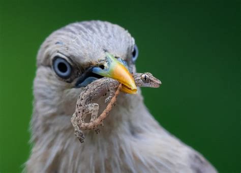 Ramesh Karmakar From Amateur To Professional Nature TTL