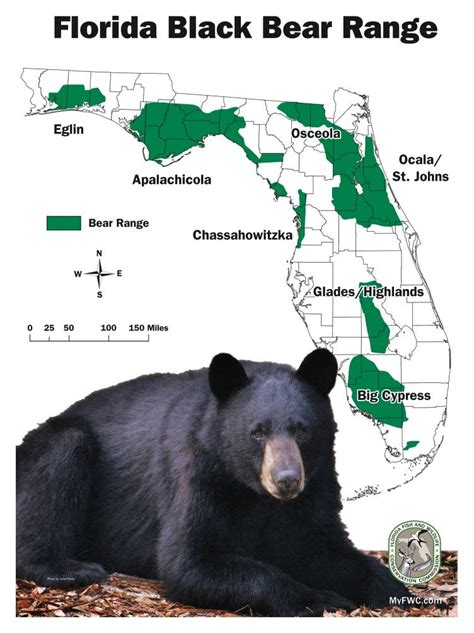 Bears In Florida Map - Anetta Mathilda